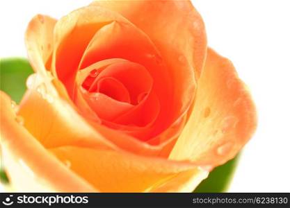Beautiful rose with drops of dew, isolated on white