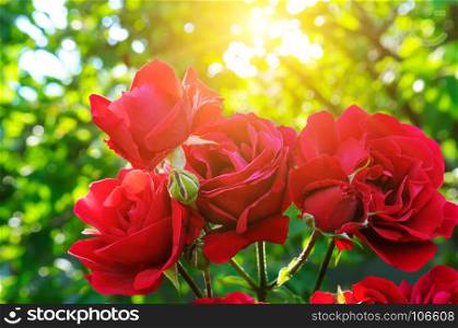 Beautiful roses in garden adn sun. Rose for Valentine Day.