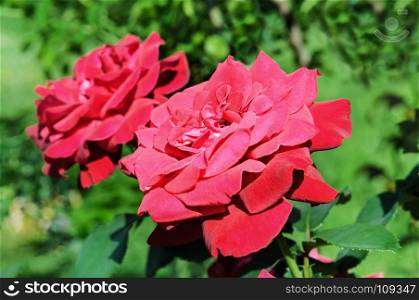 Beautiful roses in summer garden . Rose for Valentine Day.