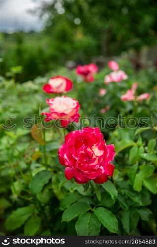 Beautiful roses in the garden, growing different varieties of flowers.. Beautiful roses in garden