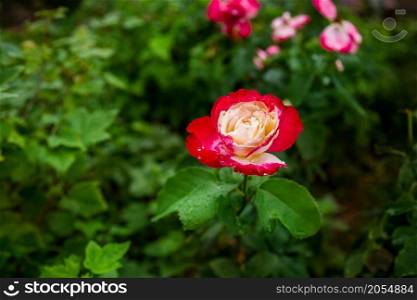 Beautiful roses in the garden, growing different varieties of flowers.. Beautiful roses in garden