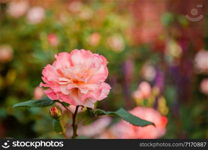 Beautiful roses in the garden, growing different varieties of flowers. Gardening as a hobby. Close up of a beautiful flower.. Beautiful roses in the garden, growing different varieties of flowers. Close up of a beautiful flower.