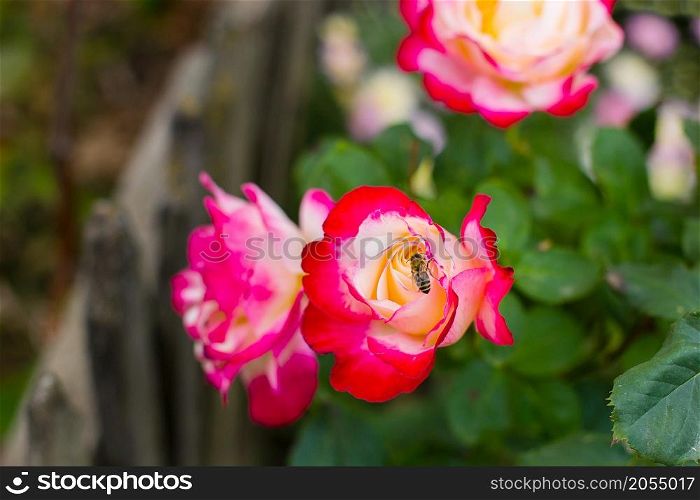 Beautiful roses in the garden, growing different varieties of flowers. Summer.. Beautiful roses in the garden, growing different varieties of flowers.
