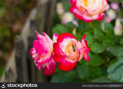 Beautiful roses in the garden, growing different varieties of flowers. Summer.. Beautiful roses in the garden, growing different varieties of flowers.
