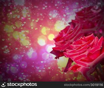 Beautiful roses on dark abstract background. Valentine or Wedding Card.