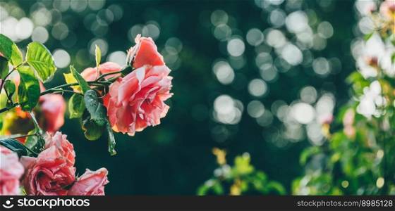 Beautiful roses outdoorsin the morning. Retro toning. Nature and summer concept. Floral background. Long banner. Beautiful roses in a park