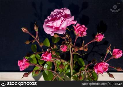 Beautiful roses with a black background