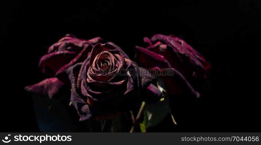 Beautiful roses with a black background