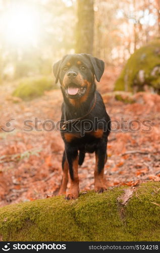 Beautiful rottweiler puppy walking at the park