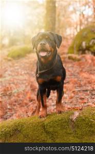 Beautiful rottweiler puppy walking at the park