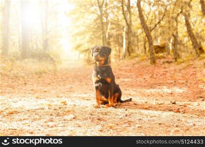 Beautiful rottweiler puppy walking at the park