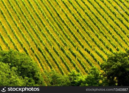 Beautiful rows of grapes before harvesting. Austria Slovenia area Sulztal, Gamliz, Spicnik. Background green patterns, rows of grape plants. Grapes plantation green rows pattern