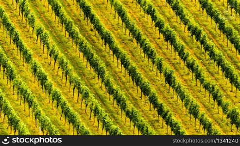 Beautiful rows of grapes before harvesting. Austria / Slovenia area Sulztal, Gamliz, Spicnik. Background green patterns. Grapes plantation green rows pattern