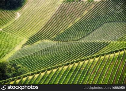 Beautiful rows of grapes before harvesting. Austria Slovenia area Sulztal, Gamliz, Spicnik. Background green patterns. Grapes plantation green rows pattern