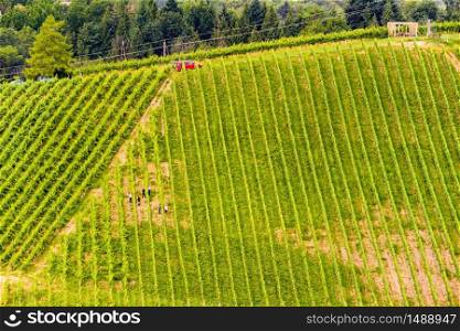 Beautiful rows of grapes before harvesting.People in field working , farmers between rows. Austria Slovenia area Sulztal, Gamliz, Spicnik. Background green patterns, rows of grape plants. Grapes plantation green rows pattern