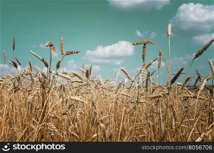 Beautiful rural landscape: a large field of ripe wheat and blue sky with white clouds; toned image