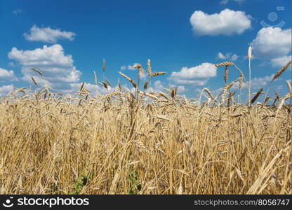 Beautiful rural landscape: a large field of ripe wheat and blue sky with white clouds
