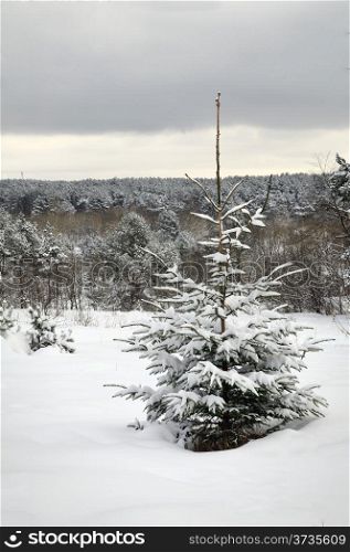 Beautiful rural landscape in snow. Snow covered fir tree