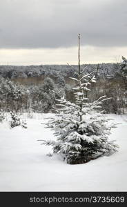 Beautiful rural landscape in snow. Snow covered fir tree