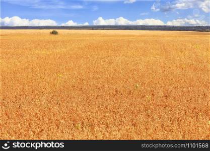 Beautiful rural landscape of a bright orange field of ripe beans growing in autumn against a blue cloudy sky.. Bright orange field of ripe beans against a blue cloudy sky.