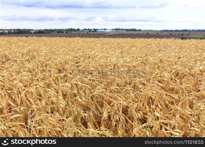 Beautiful rural landscape of a bright yellow field of corn on an autumn field against the background of an agricultural tractor in the distance and blur and cloudy sky.. Bright yellow field of ripe corn against the background of a working agricultural tractor in the distance and blur and cloudy sky.