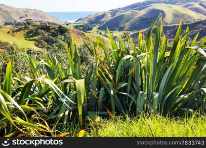 Beautiful rural landscape of the New Zealand - green hills and trees