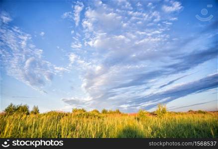 Beautiful rural landscape with blue sky with clouds on a summer morning meadow with wildflowers