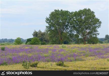 beautiful rural landscape with purple flowers