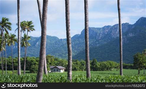 Beautiful rural view of small house in organic corn field and many green plants behind coconut trees in foreground with mountains and blue sky background