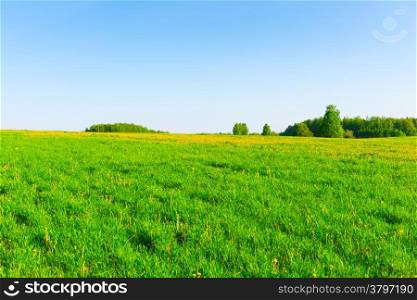 beautiful Russian field and cloudless sky