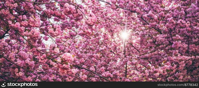 Beautiful sakura blossoms during spring season in the park. Flora pattern texture. Long banner. Colorful pink Cherry blossoms