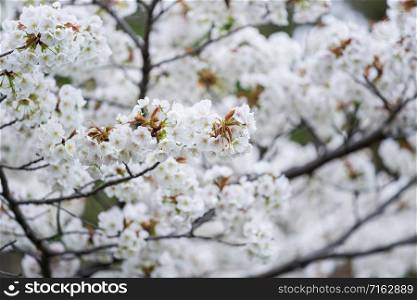 beautiful Sakura, Cherry Blossom flower in spring season