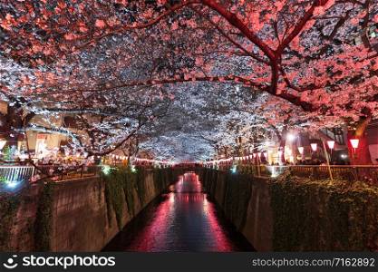 beautiful Sakura, Cherry Blossom flower with light at night in Meguro river, Tokyo, Japan