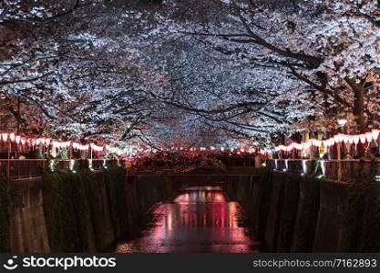 beautiful Sakura, Cherry Blossom flower with light at night in Meguro river, Tokyo, Japan