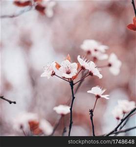 beautiful sakura cherry blossom in spring season