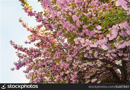 Beautiful sakura cherry blossom in spring time on a blue sky background. Tree with pink flowers.. Tree with pink flowers.