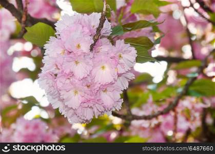 Beautiful sakura cherry blossom in spring time. Seasonal nature background.. Cherry blossom in spring time