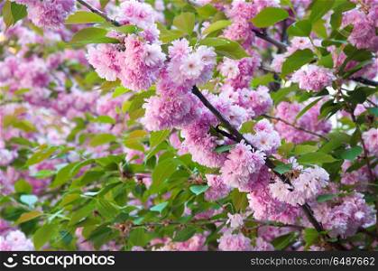 Beautiful sakura cherry blossom in spring time. Seasonal nature background with pink flowers and green leaves. Cherry blossom in spring time