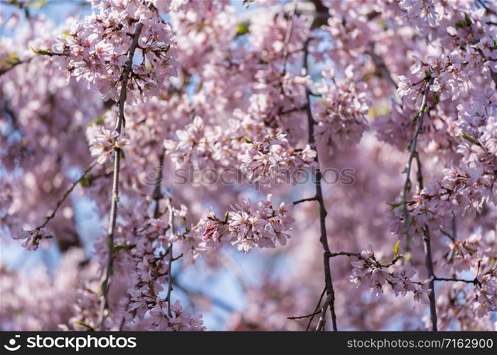 beautiful sakura, cherry blossom in Tokyo, Japan