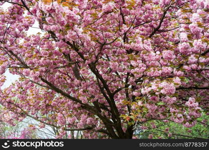 Beautiful Sakura flowers during spring season in the park. Floral pattern texture. Nature floral background. Spring season. Beautiful sakura branches with pink flowers