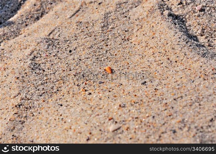 beautiful sand background with a small Cockleshell, closeup