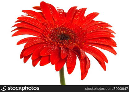 beautiful scarlet gerbera on white background