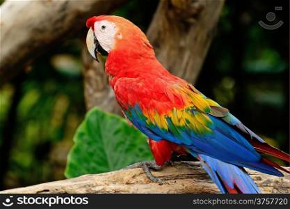 Beautiful Scarlet Macaw aviary