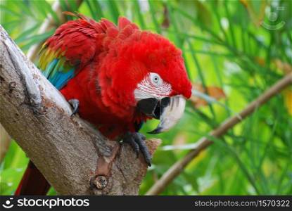 Beautiful scarlet macaw bird sitting in a tropical tree.