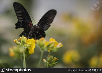 Beautiful Scarlet swallowtail butterfly on bright yellow flower with other butterfly flying in background