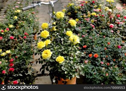 Beautiful scene at flower garden with flora vibrant blossom in springtime, rose pot on saddle of yellow bike to transport, Da Lat, Vietnam