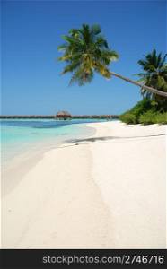 beautiful scene beach with gorgeous palm tree in Maldives