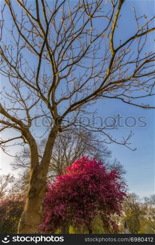 Beautiful scene of a blossomed kwazan cherry tree and other trees on a sunny springtime afternoon at Whitworth Park in Manchester, UK