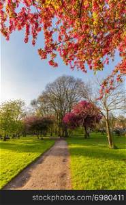 Beautiful scene of a walkway, blossomed kwazan cherry trees and other trees on a sunny springtime afternoon at Whitworth Park in Manchester, UK