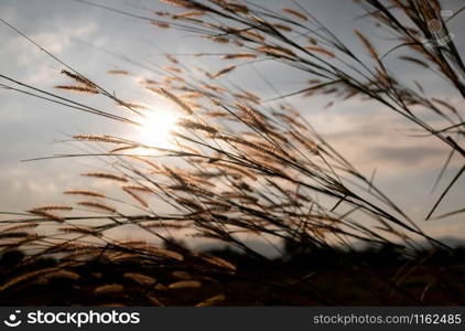 Beautiful scene of grass flower with wind blows gently on sunset background. This grass flower scientific name is Pennisetum pedicellatum.